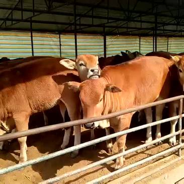 黄牛牛犊公牛400~600斤全国包送货到付款
