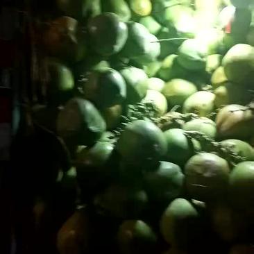 海南椰子6斤以上