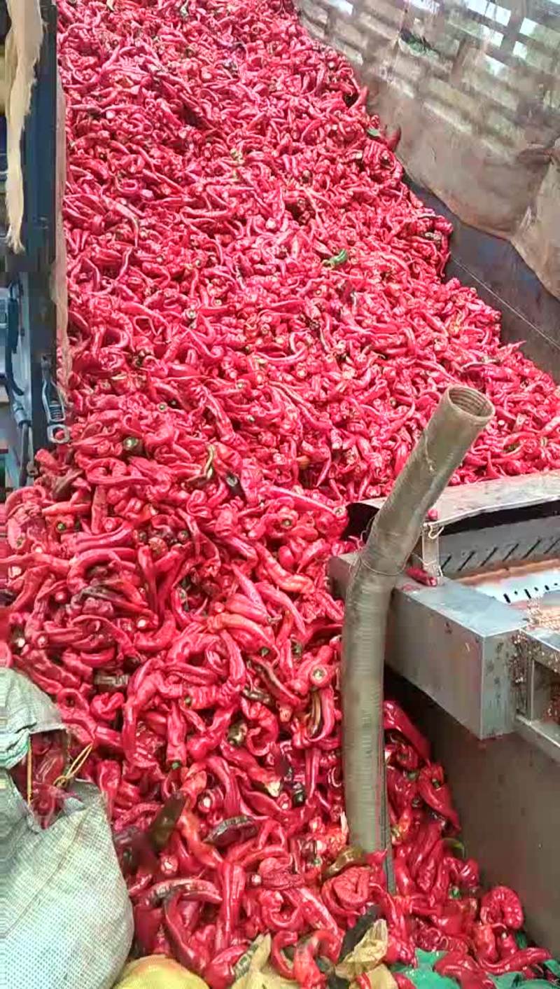 红辣椒大量供应。红尖椒红线椒。打酱，剁椒