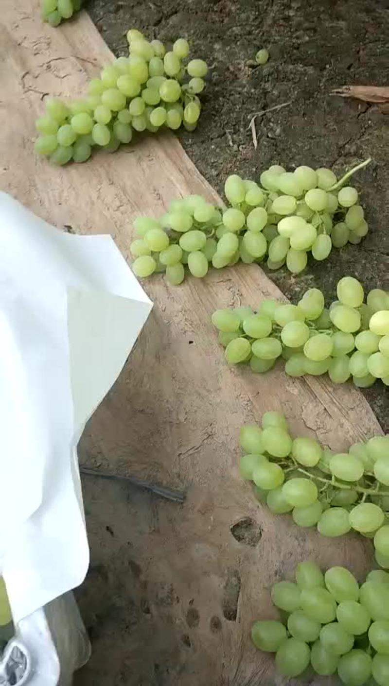 维多利亚葡萄10%以上1.5~2斤诚邀各地水果商