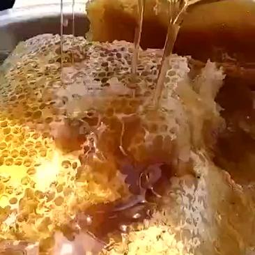 大排野生马叉蜂蜂蜜，野生蜂蜜
