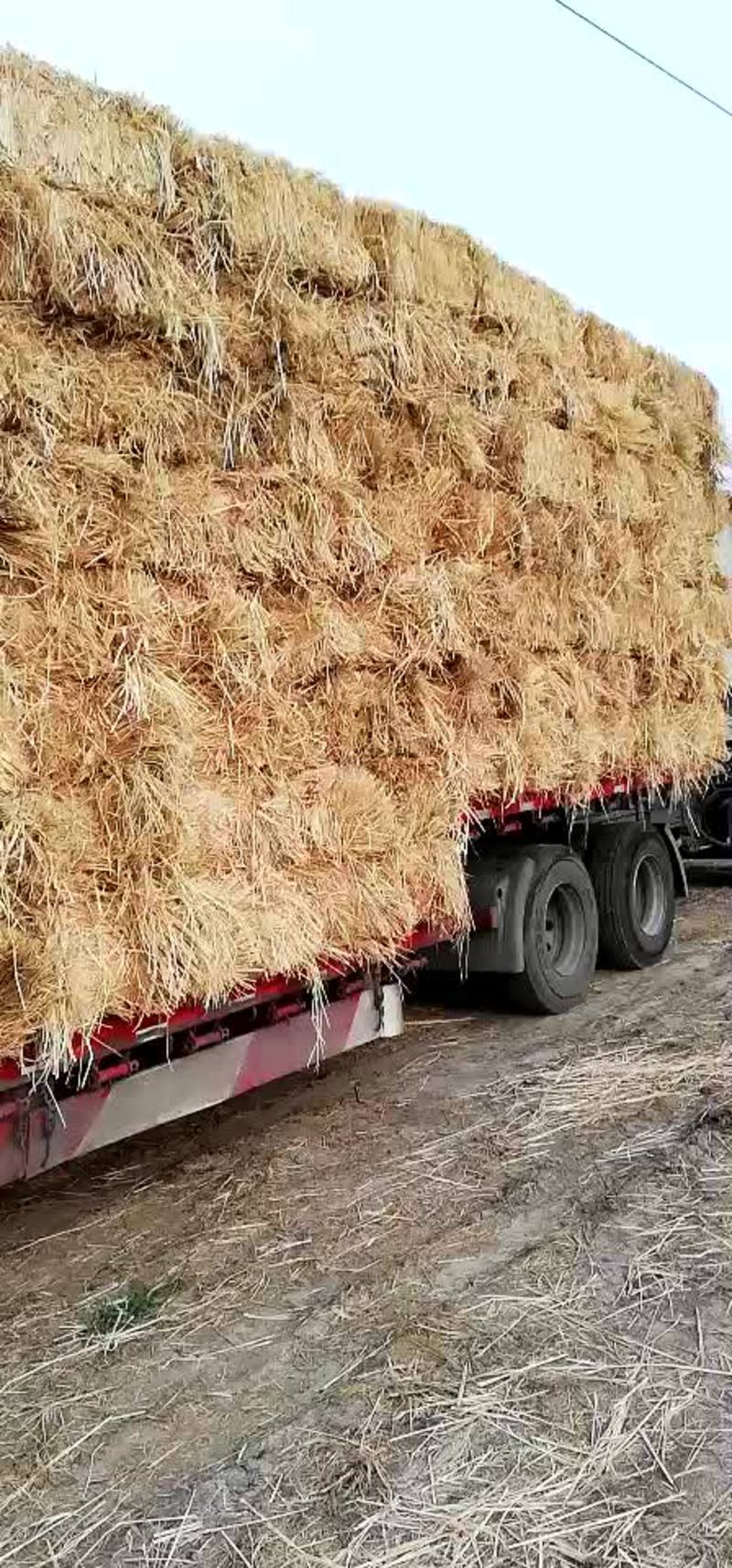 出售大量稻草秸秆欢迎各地老板合作共赢，发货全国