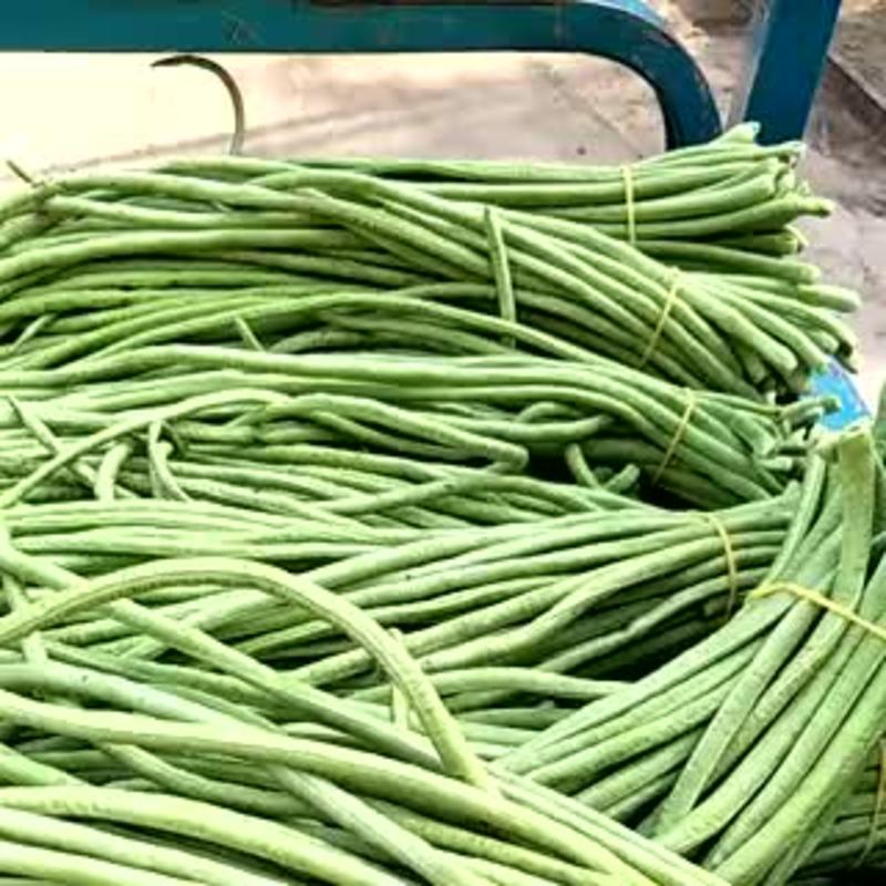 【精品】河南青条长豆角，70厘米以上，一手货源对接全国