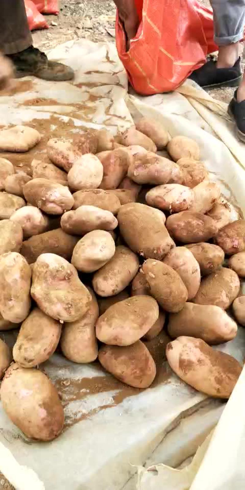 土豆红皮黄心88号9号上市中产地直供三个月