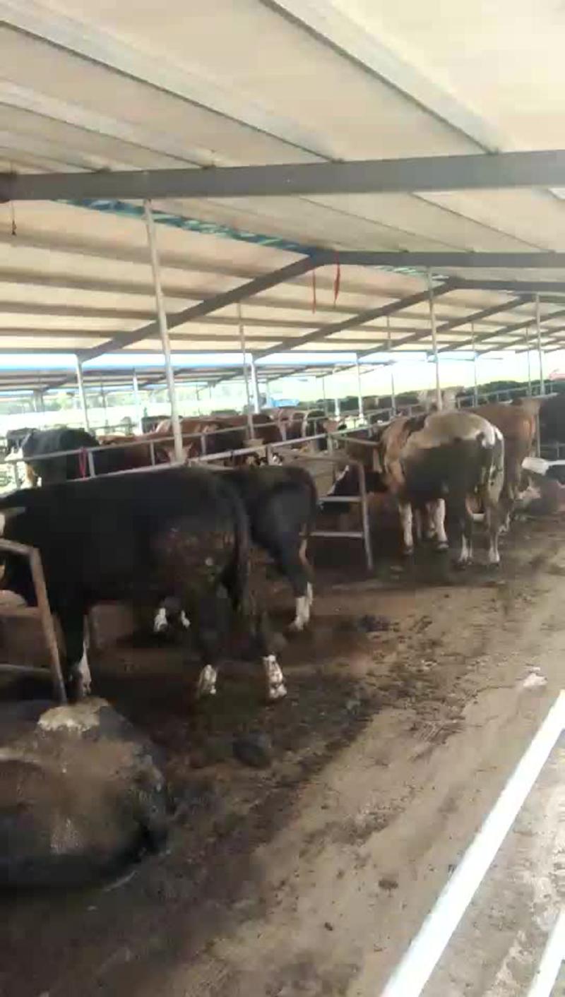 西门塔尔牛种牛包运输包回收包成活每头补一千元