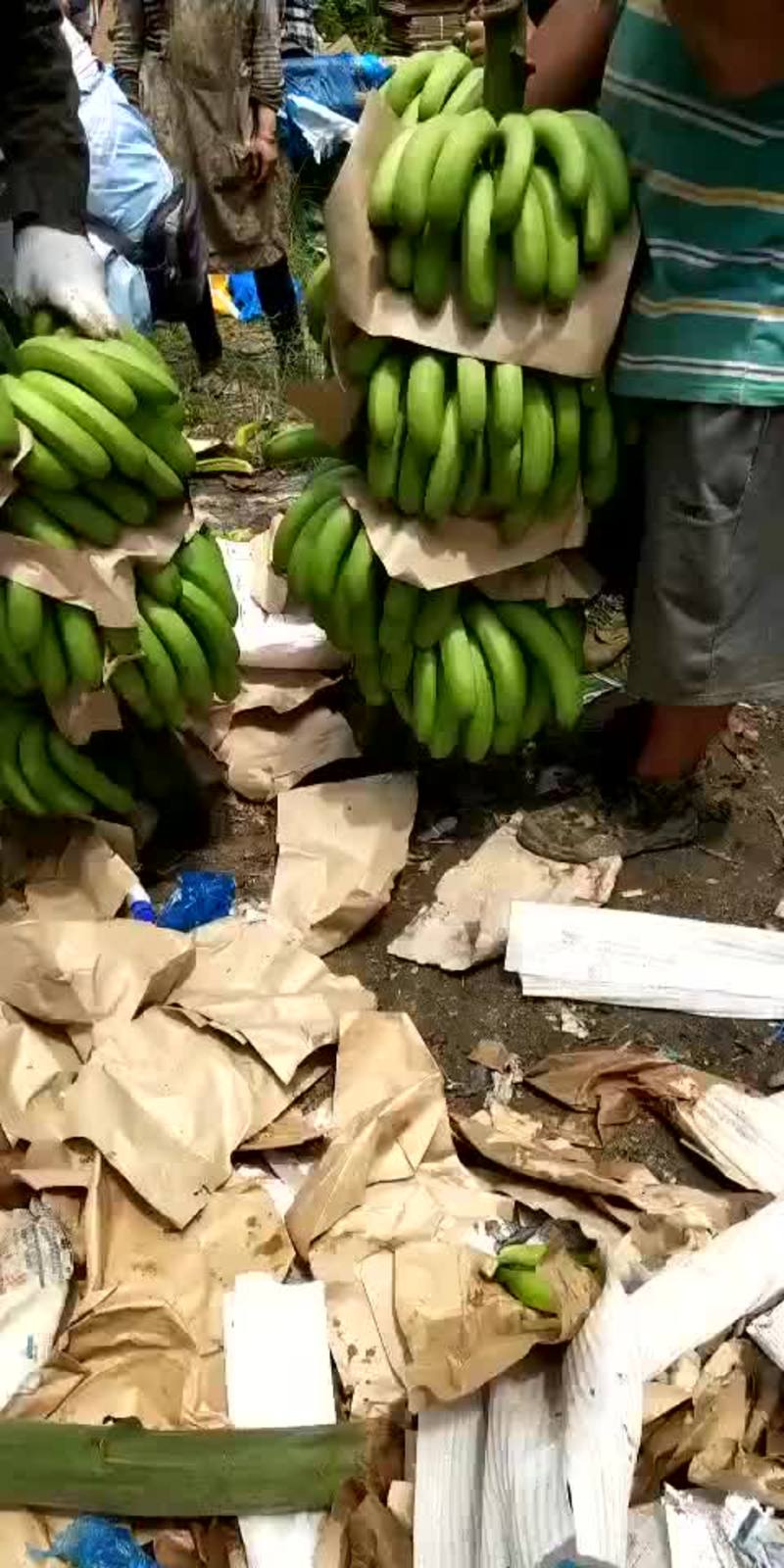 云南香蕉上市了
