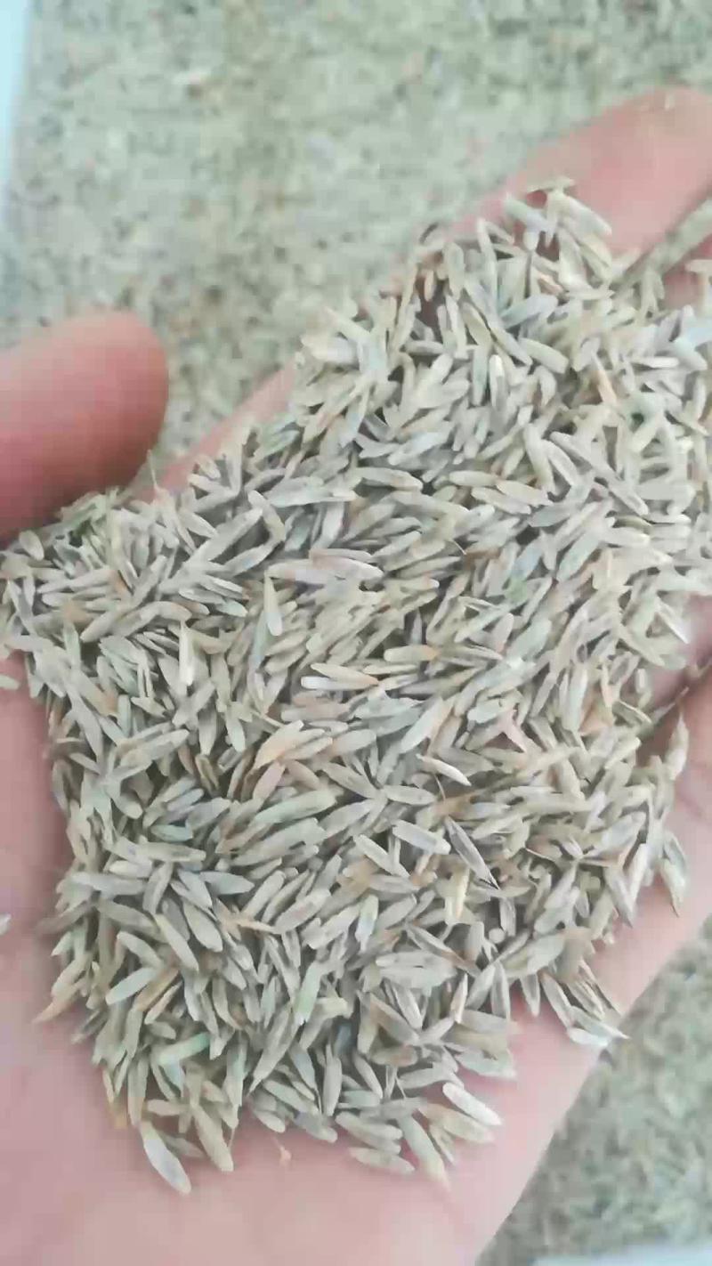 多年生黑麦草种子进口亩用量3到五斤包邮