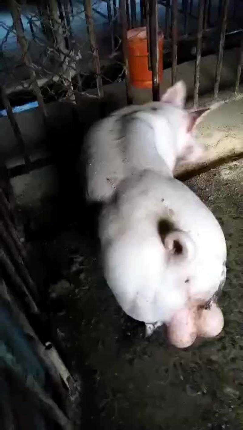 种猪