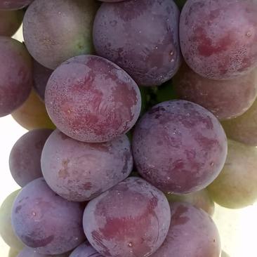 克伦森葡萄已大量出库，颜色好，质量高。