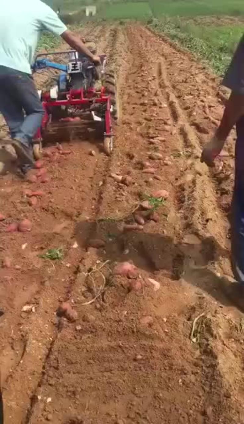 手扶拖拉机带的70公分土豆红薯收获机，地瓜，胡萝卜收获机
