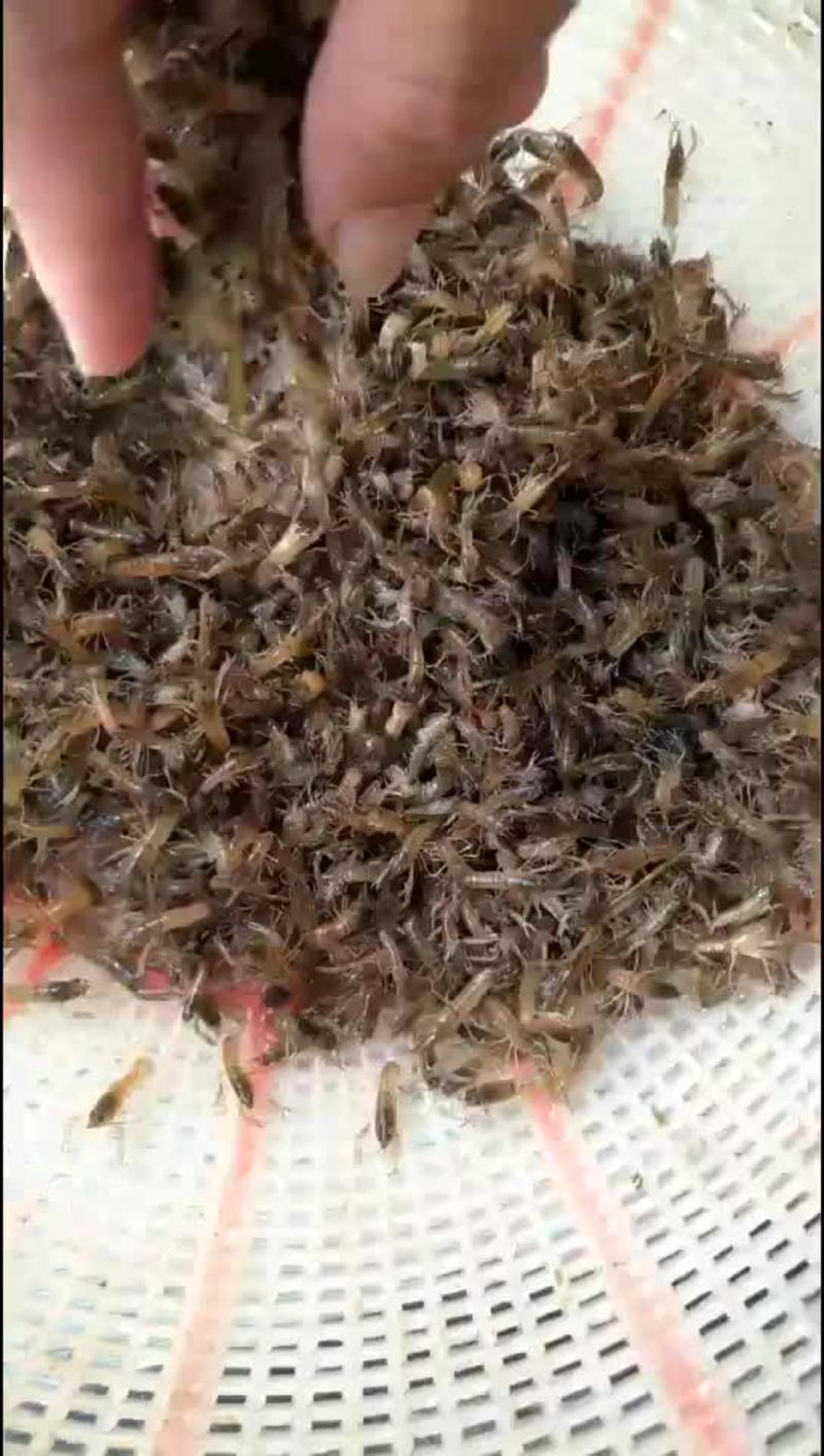 1-5公分奥洲龙虾，大量出售，量大从优