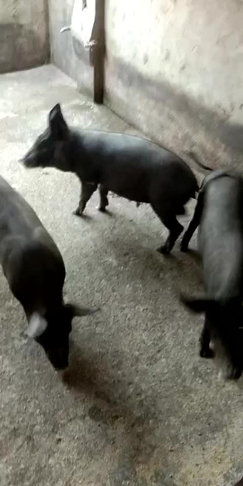 苏太母猪种猪