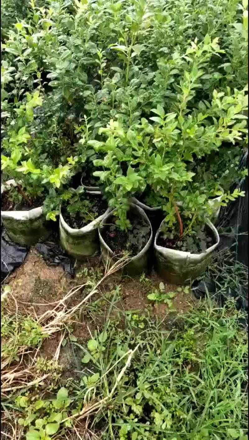 蓝莓苗50~80cm1~2年