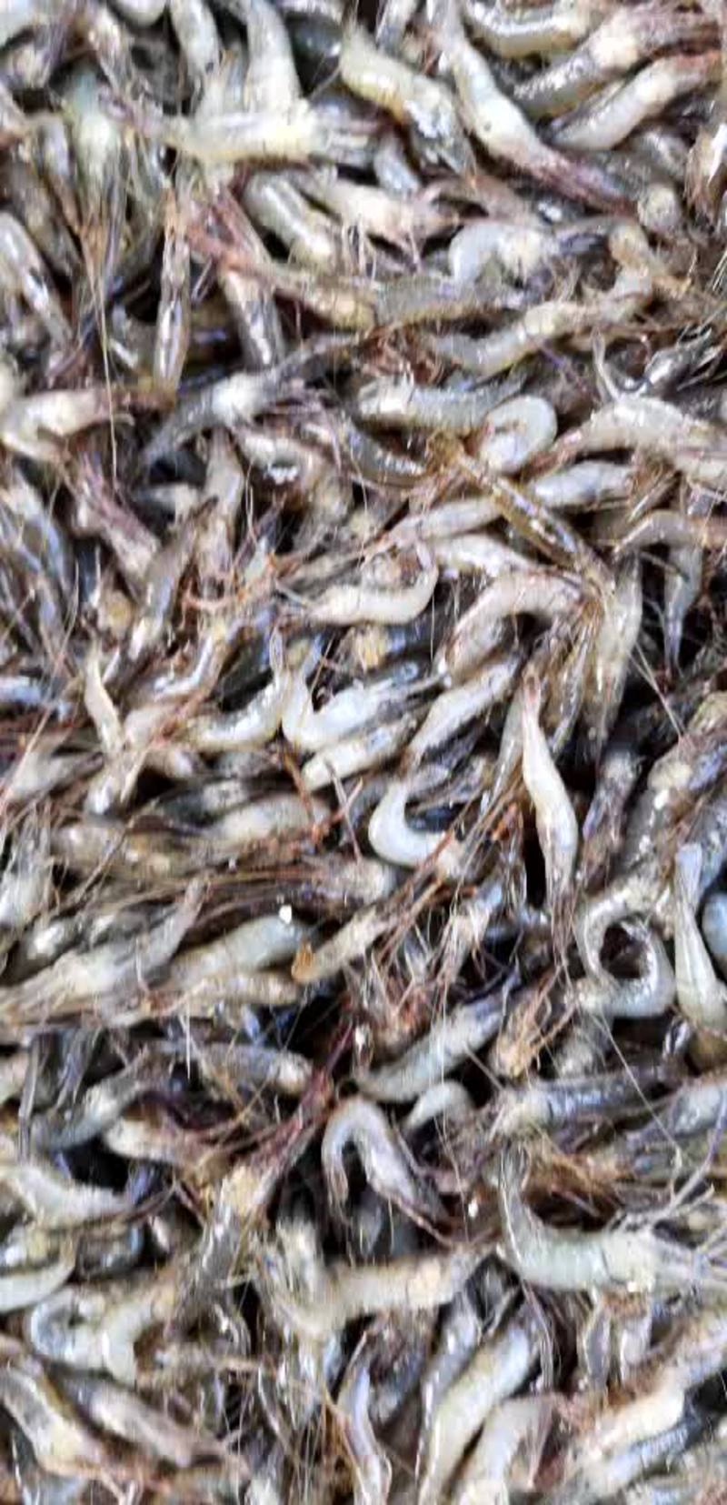河虾，长年经营速冻河虾，各种规格都有，保证质量