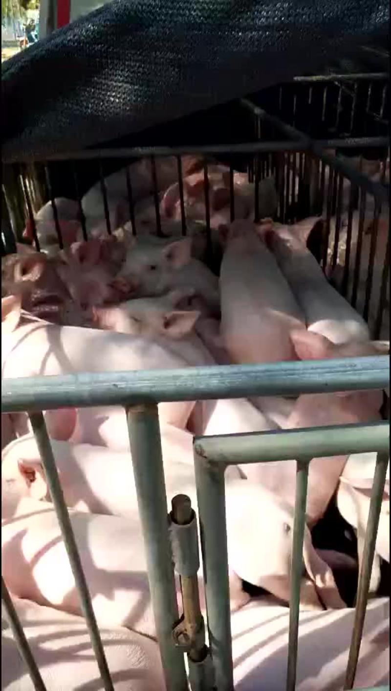 原种高产太湖母猪苏太长白约克杜洛克北京黑巴马香猪等