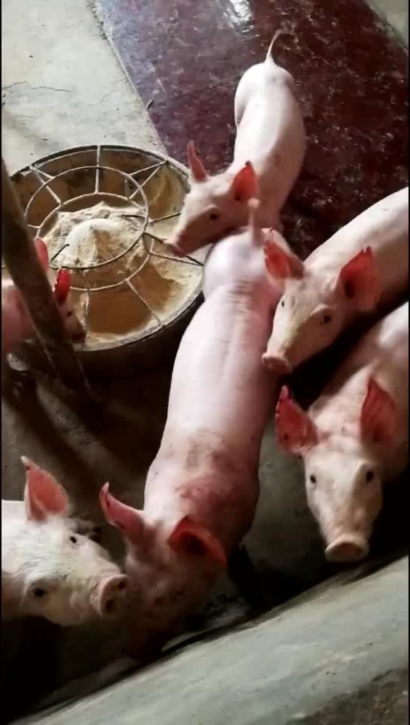 大白母猪圈养散放养全国发货