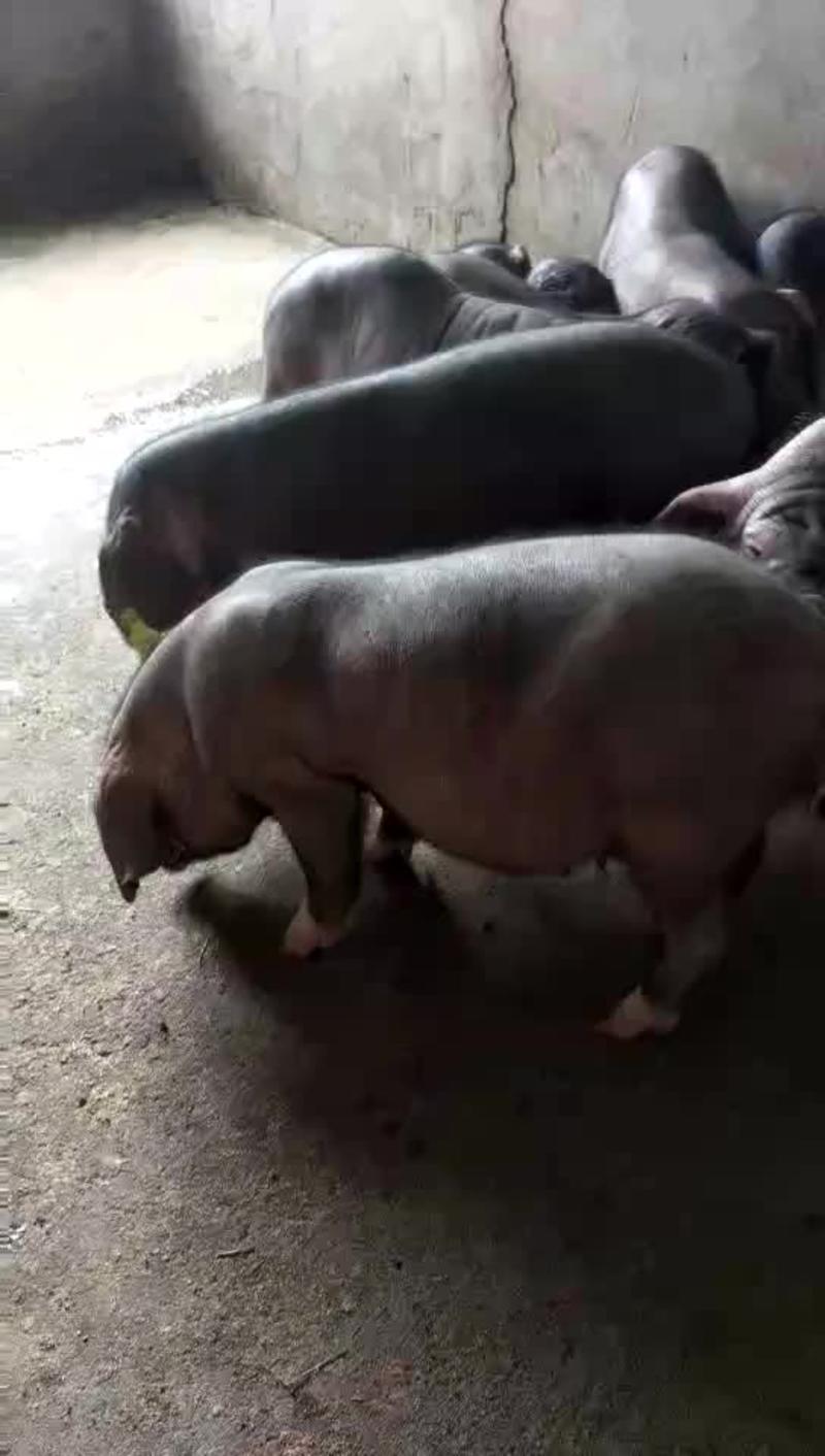 二元母猪大量供应