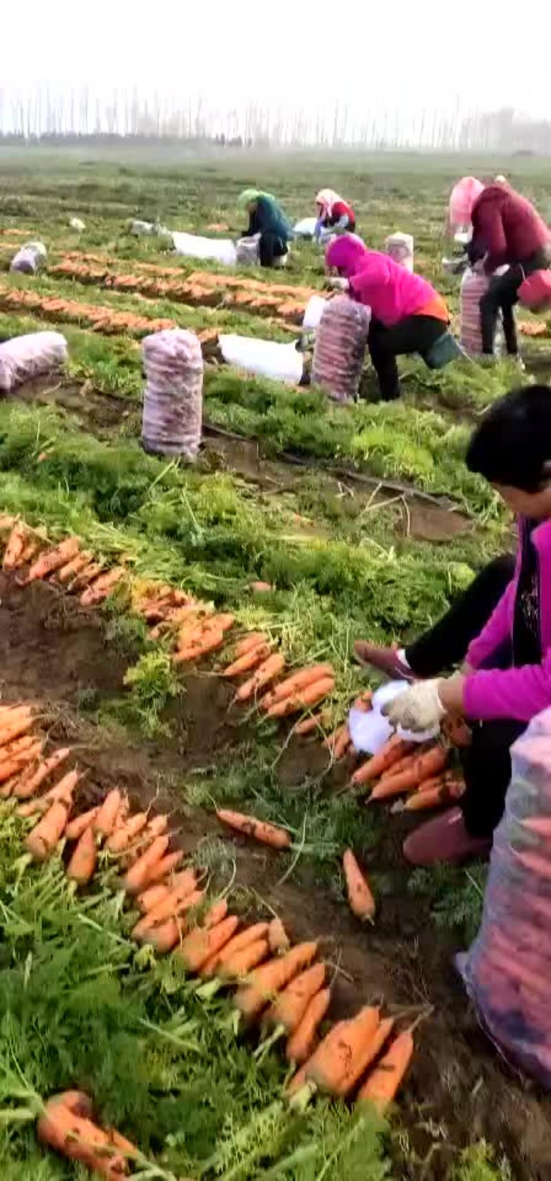 三红胡萝卜大量供应北京包小车不限量