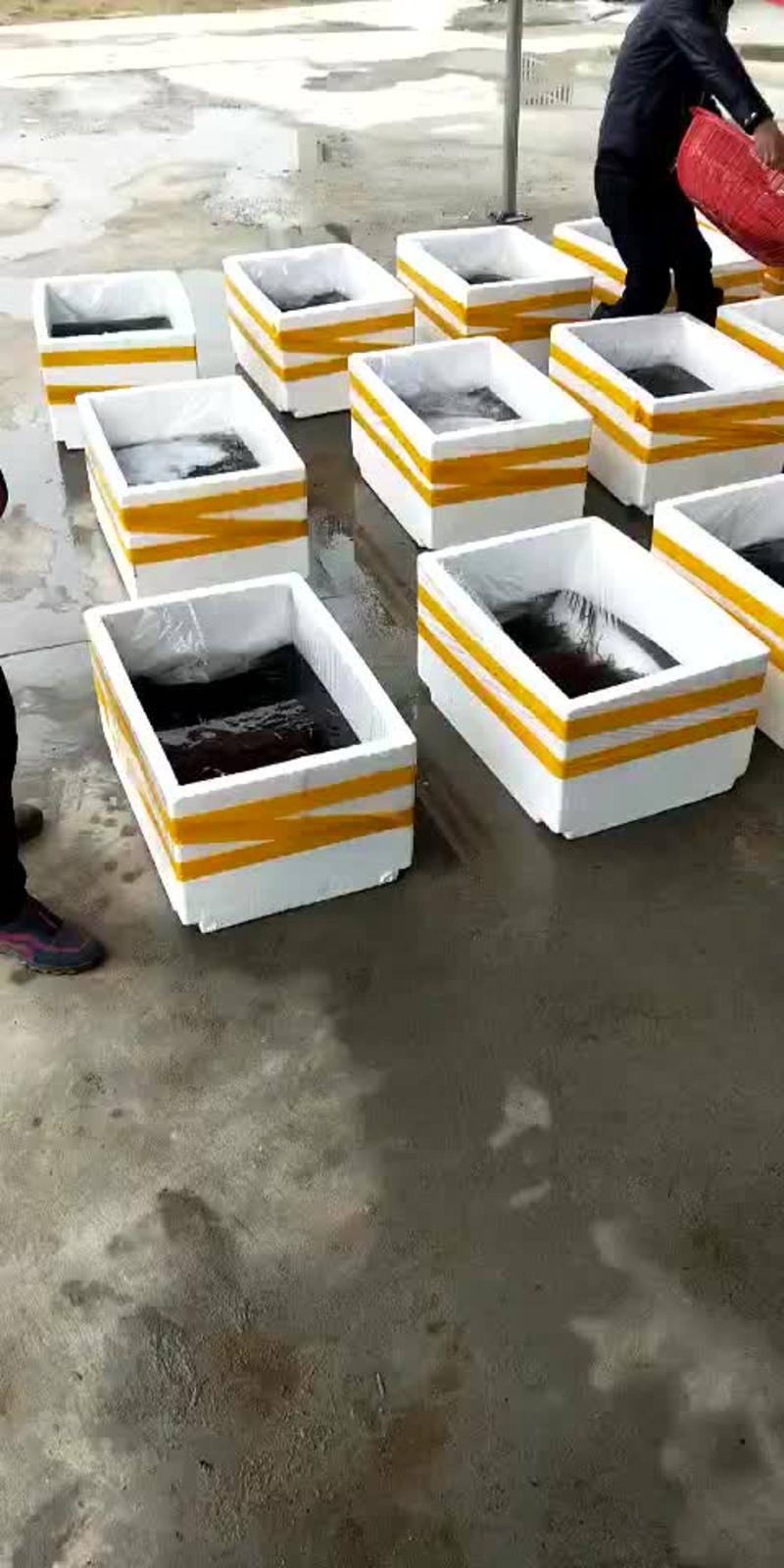 精品泥鳅/台湾泥鳅/签合同包回收/免费技术指导开塘/