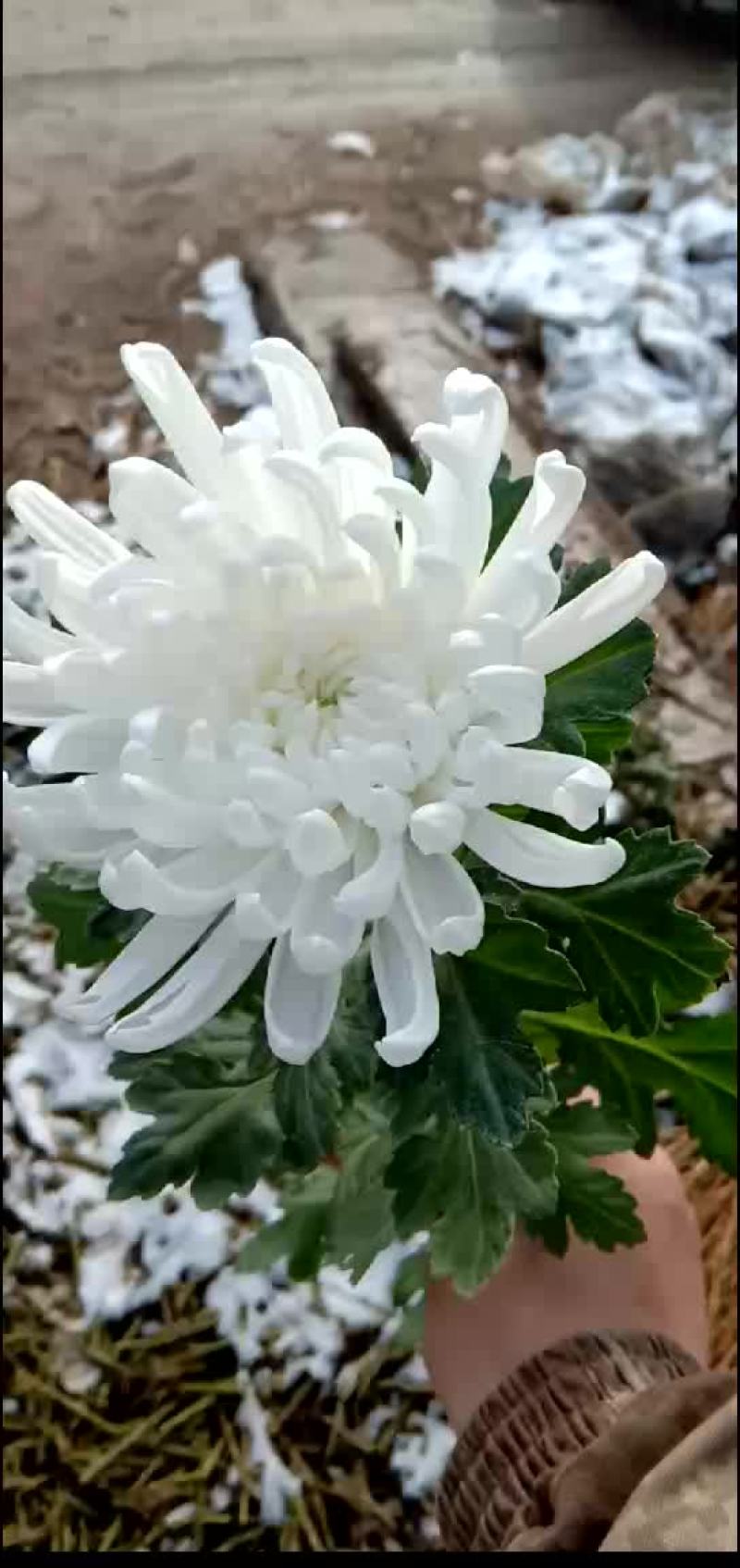 黄白菊花批发基地图片