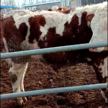 西门塔尔牛犊，抗病能力强适合各个地方养殖