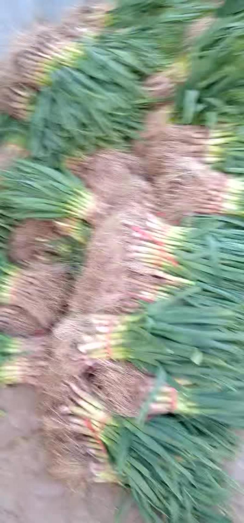 红根蒜苗45~50cm