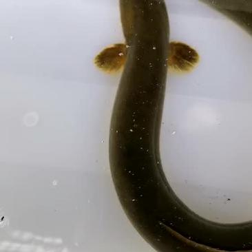 土鳗鱼精品河鳗湖鳗江鳗鳗鲡淡水鱼批发