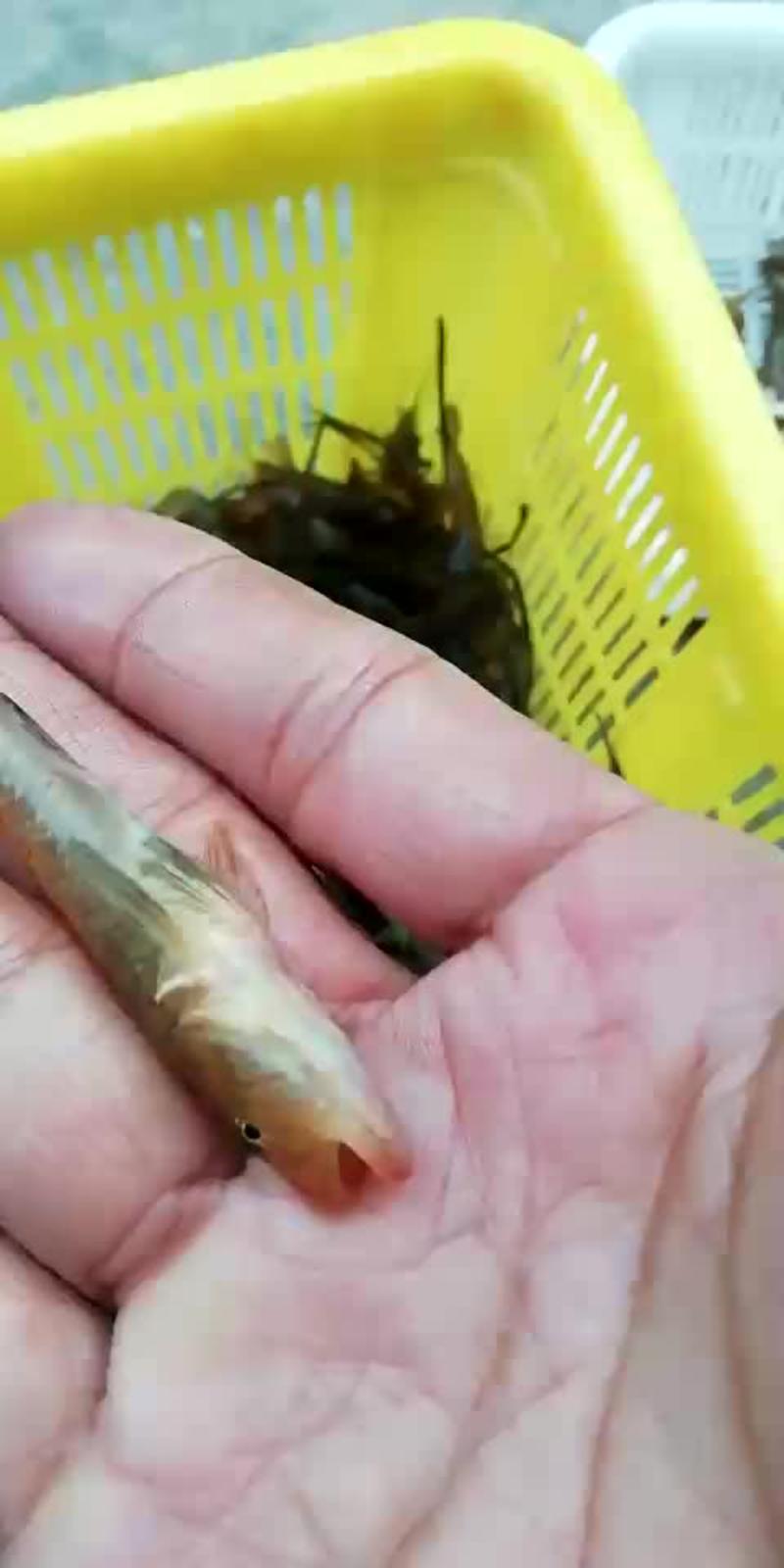 山根鱼