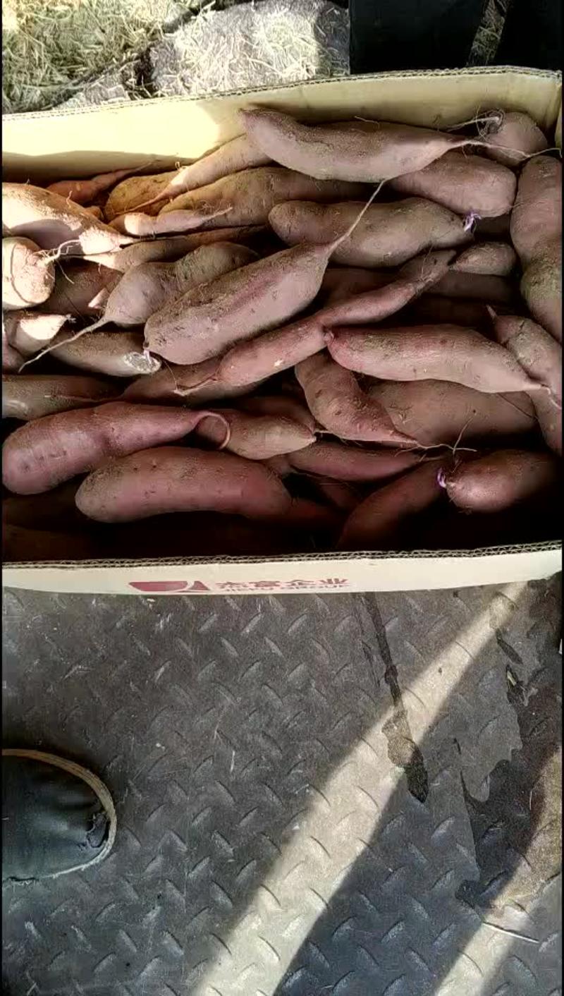 北镇市红旗沟济薯26红薯苗