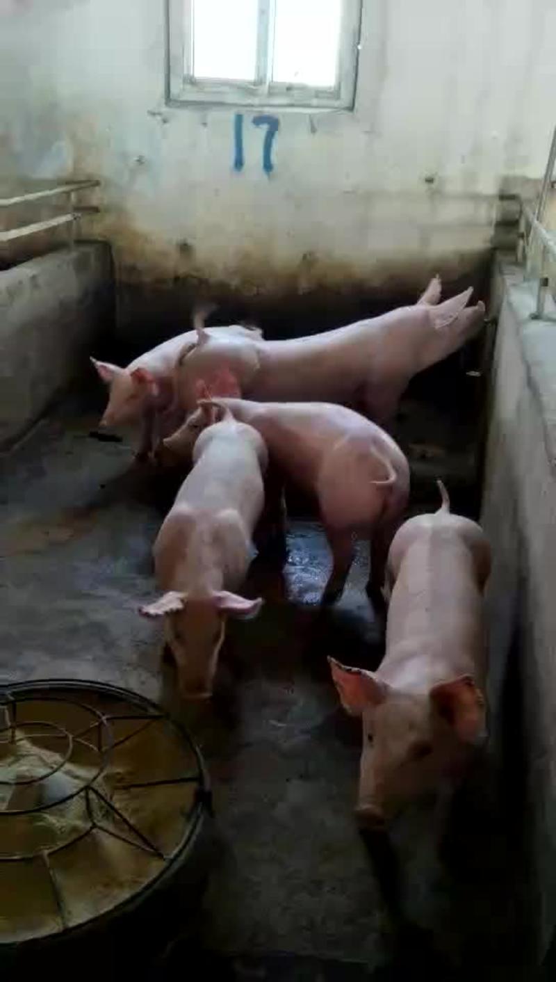 纯种大约克公猪，免费提供养殖技术，包成活率，包健康