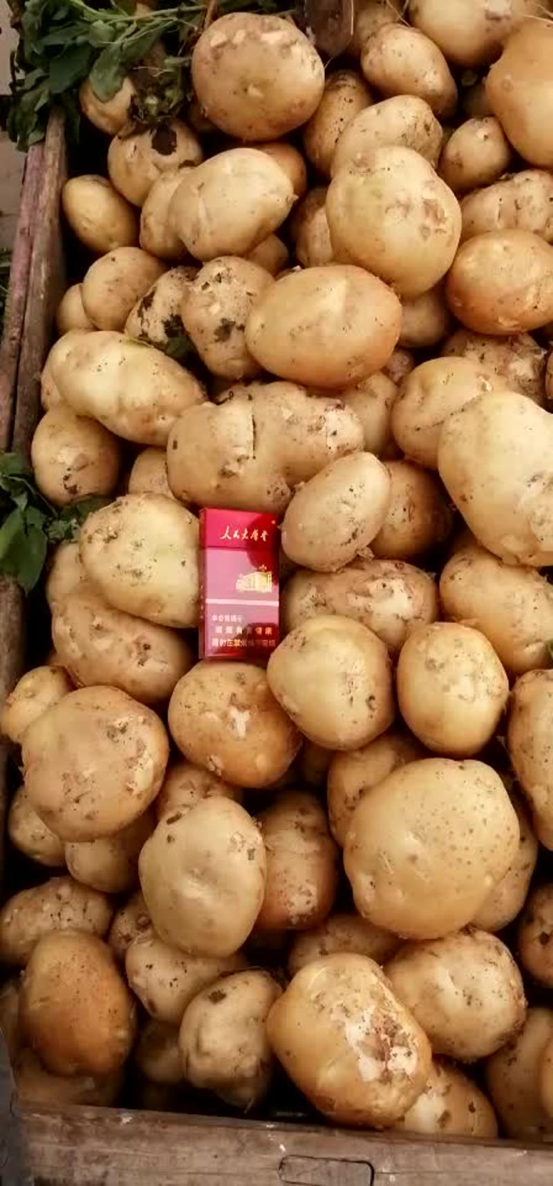 南阳大量供应精品土豆黄心沃土荷兰土豆超市市场