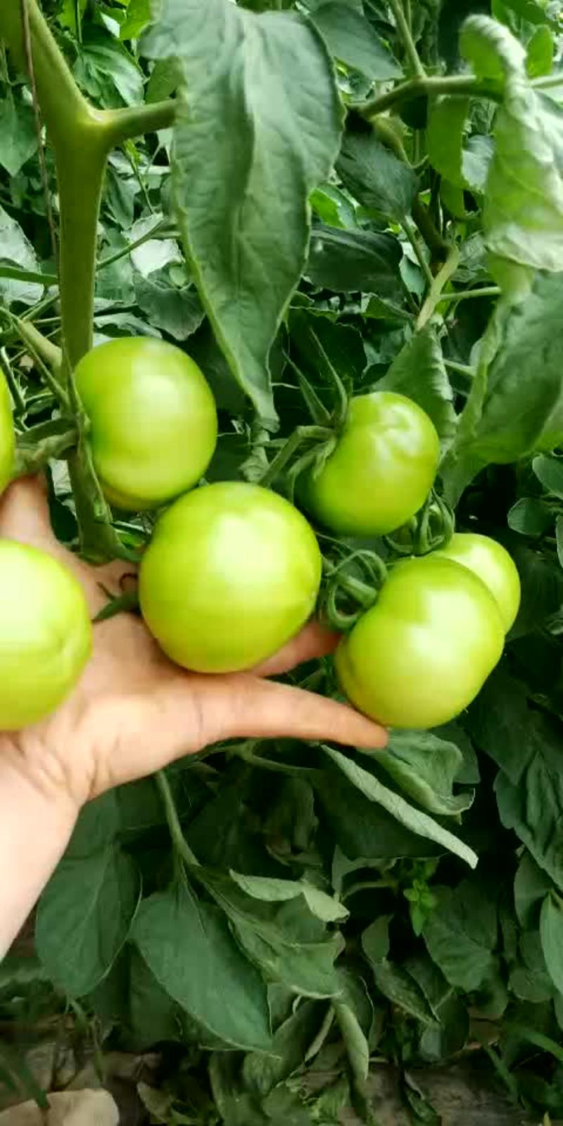 番茄苗