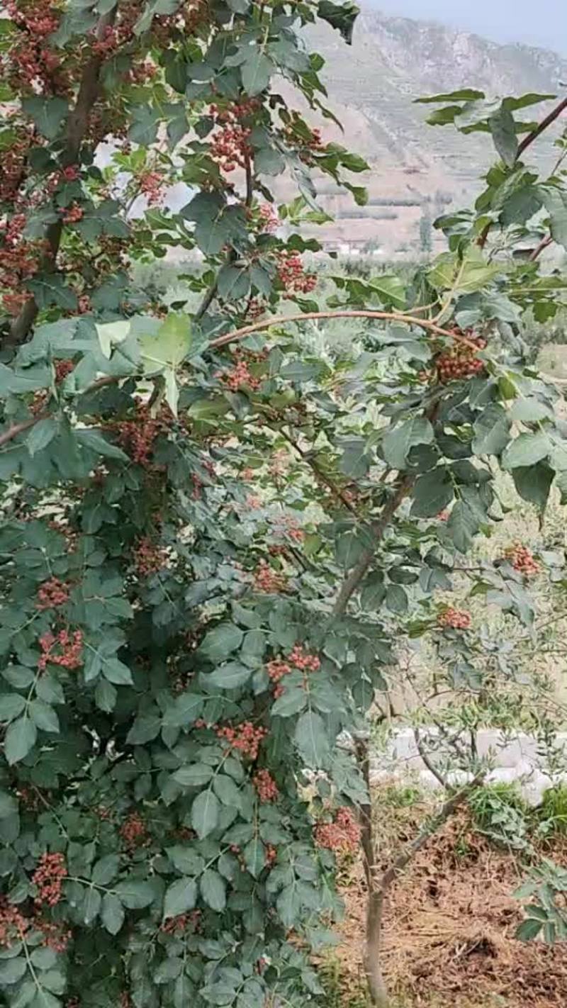 无刺花椒苗大红包嫁接提供技术指导出产在甘肃省陇南市武都区