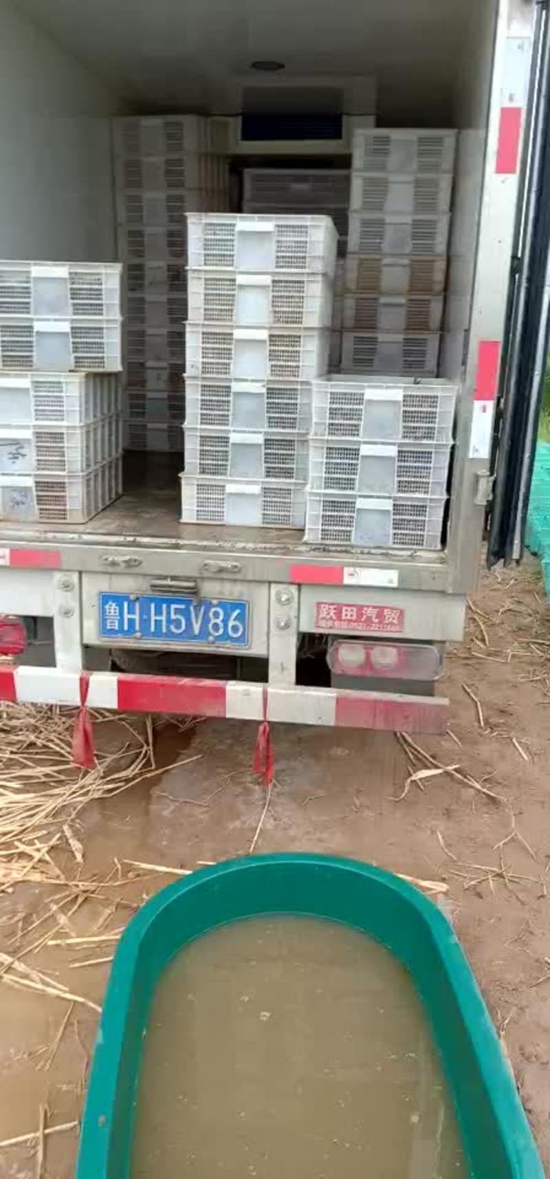 龙虾苗人工藕塘养殖一千斤起送货上门