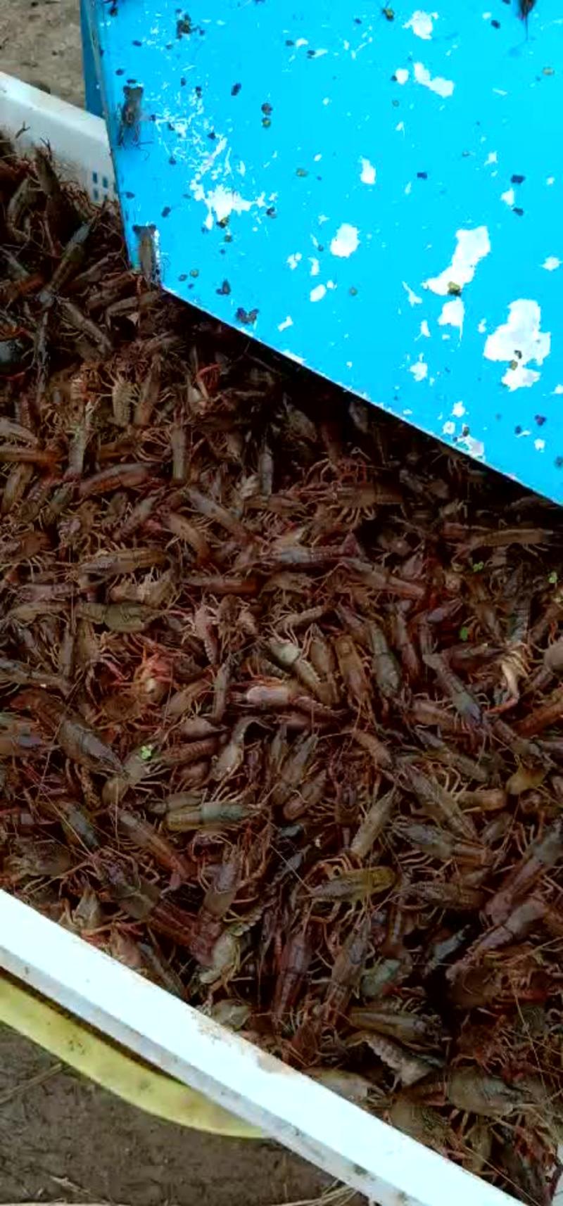 龙虾苗人工藕塘养殖一千斤起送货上门