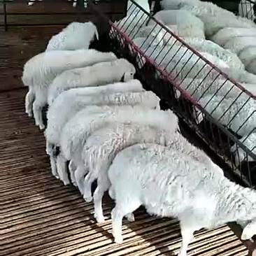 小尾寒羊，大羊，繁殖羊，种羊价格优惠，有需要的可以联系我