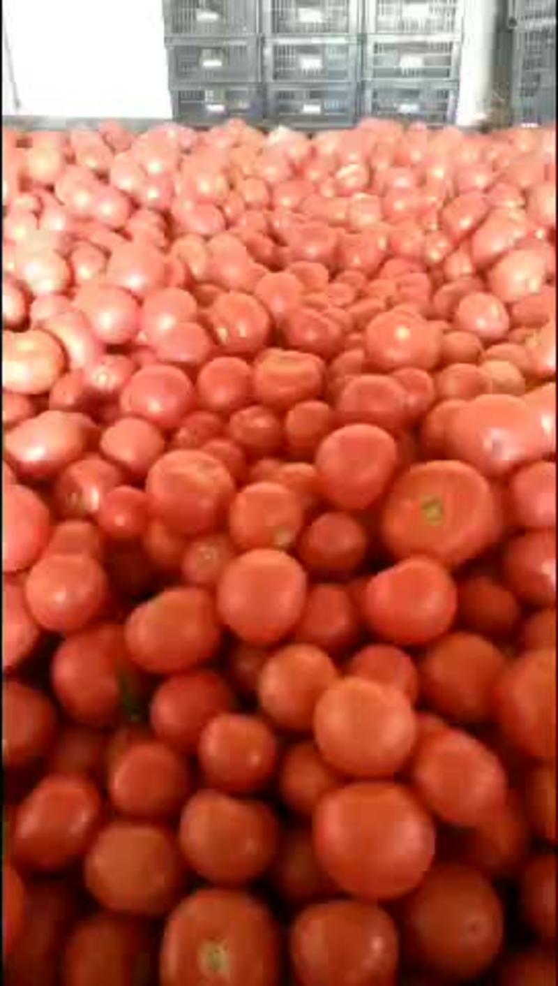 山西西红柿硬粉，弧三以上货源足价格优惠采购优选