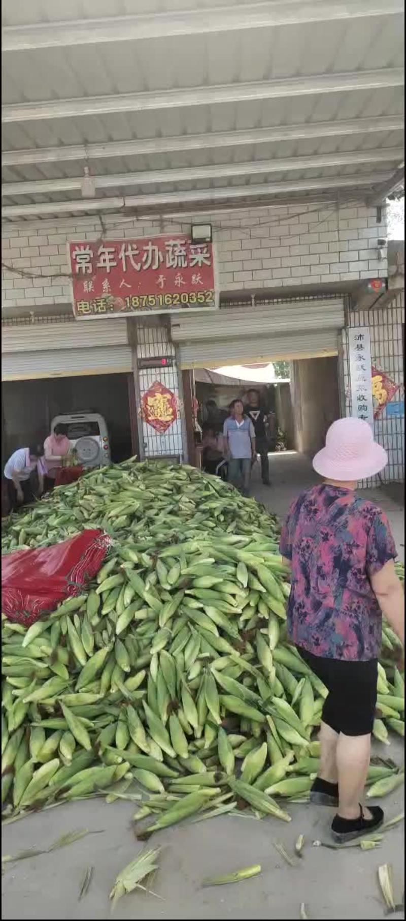 苏北地区精品花粒玉米花糯鲜食甜玉米大量供应中！