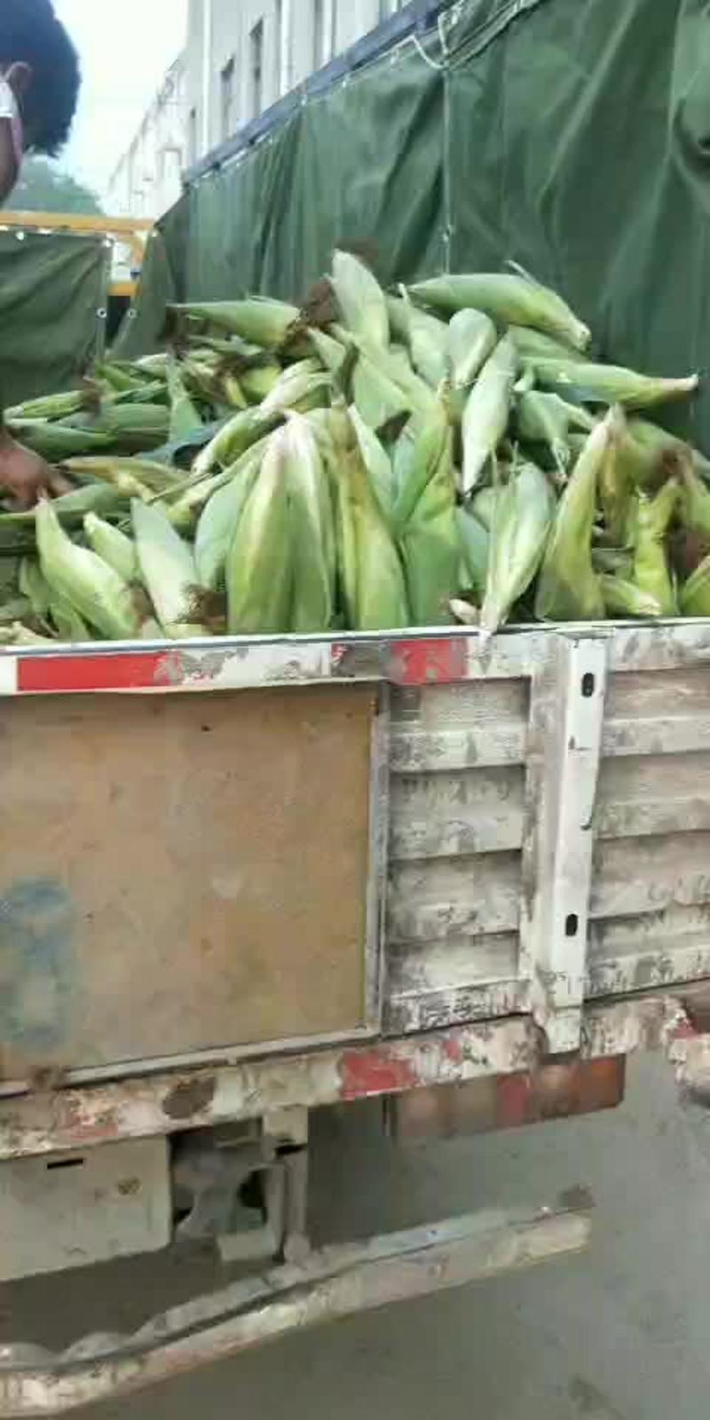 徐州粘玉米大量上市中，货源充足，价格合理，质量保证