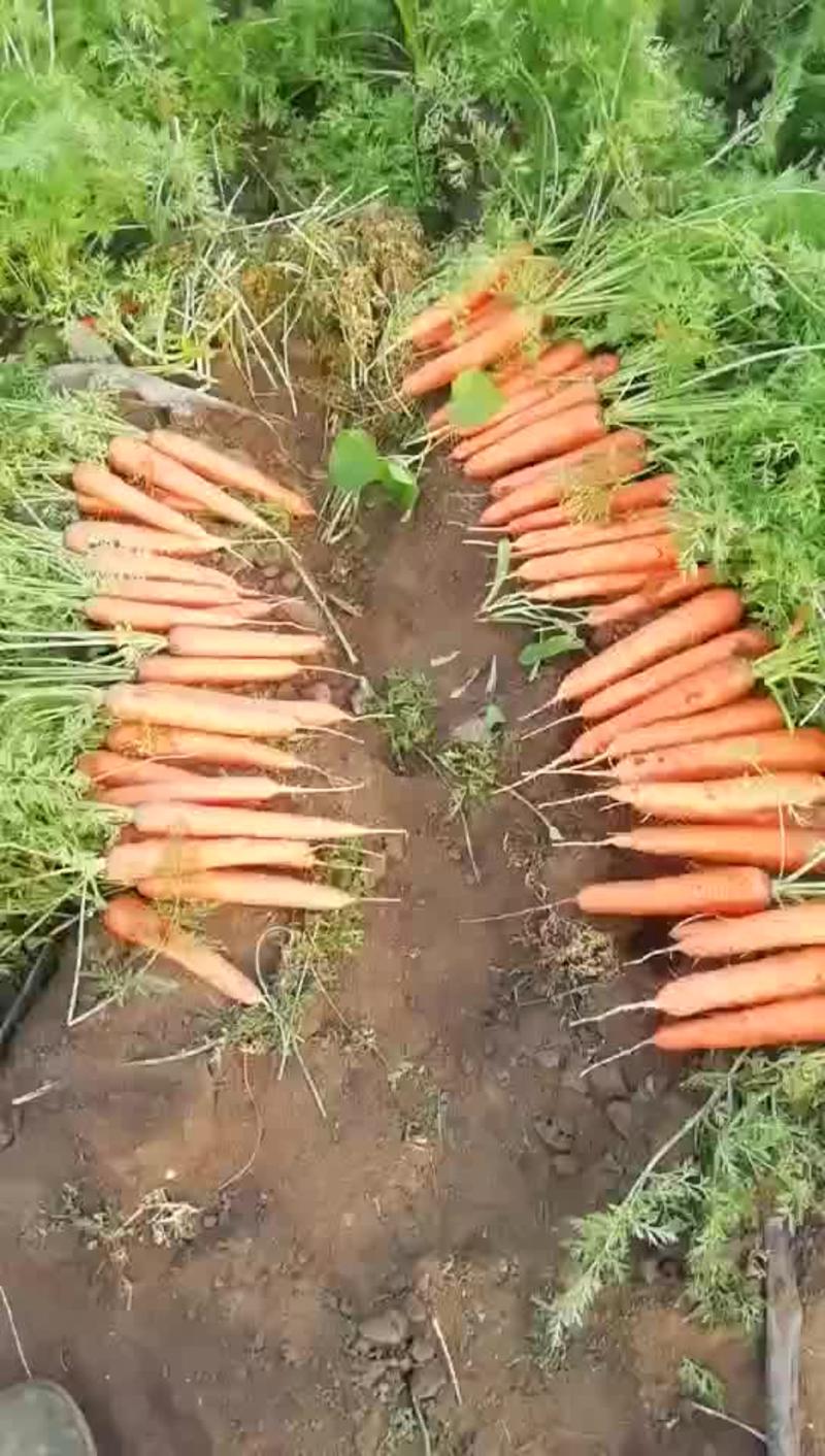 胡萝卜大量上市