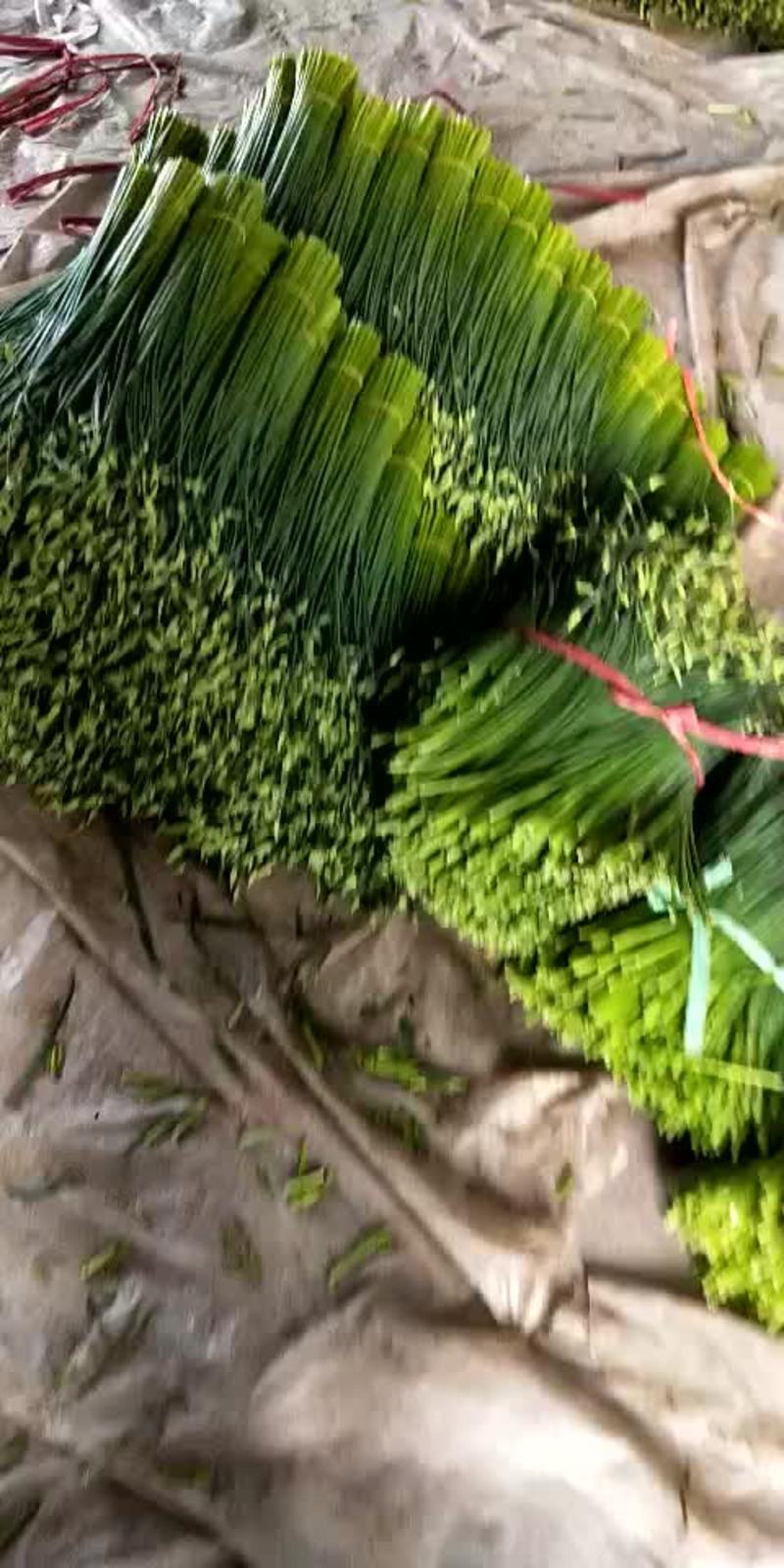 寿光精品韭苔