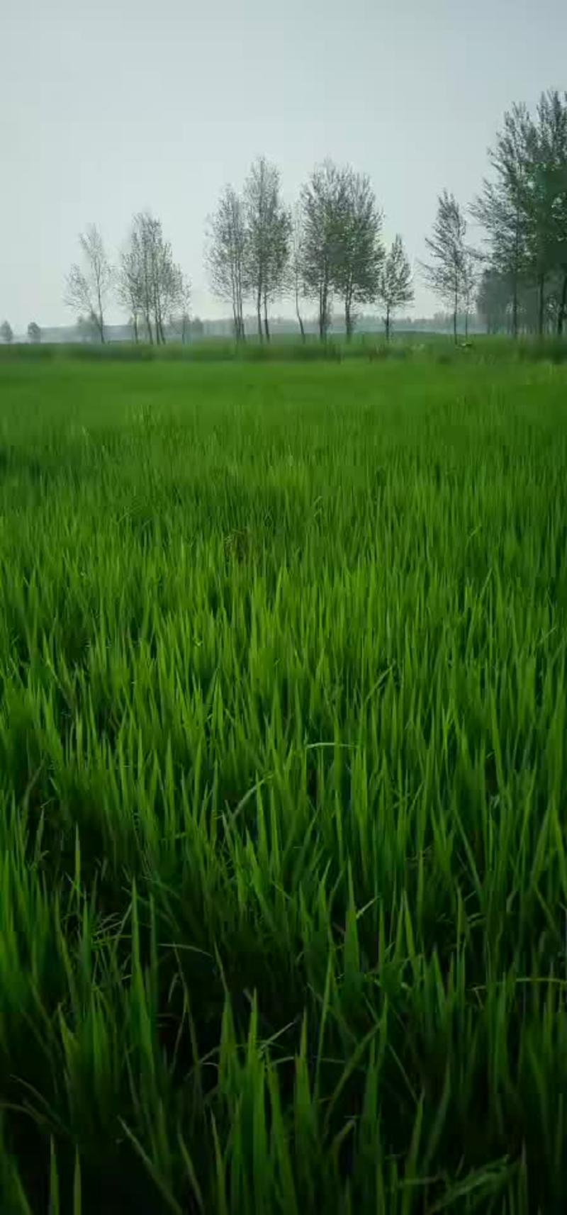 自家种植水稻