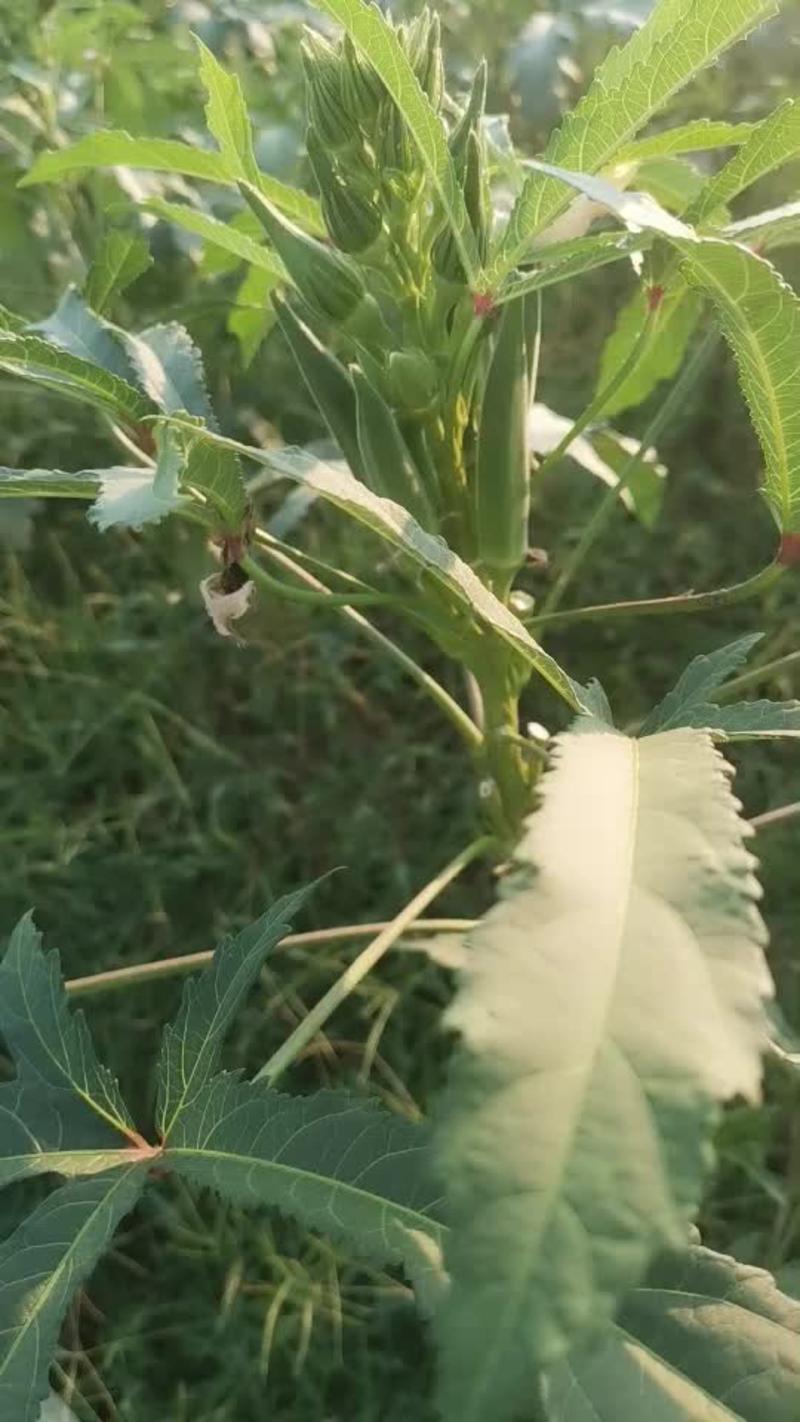 水果秋葵