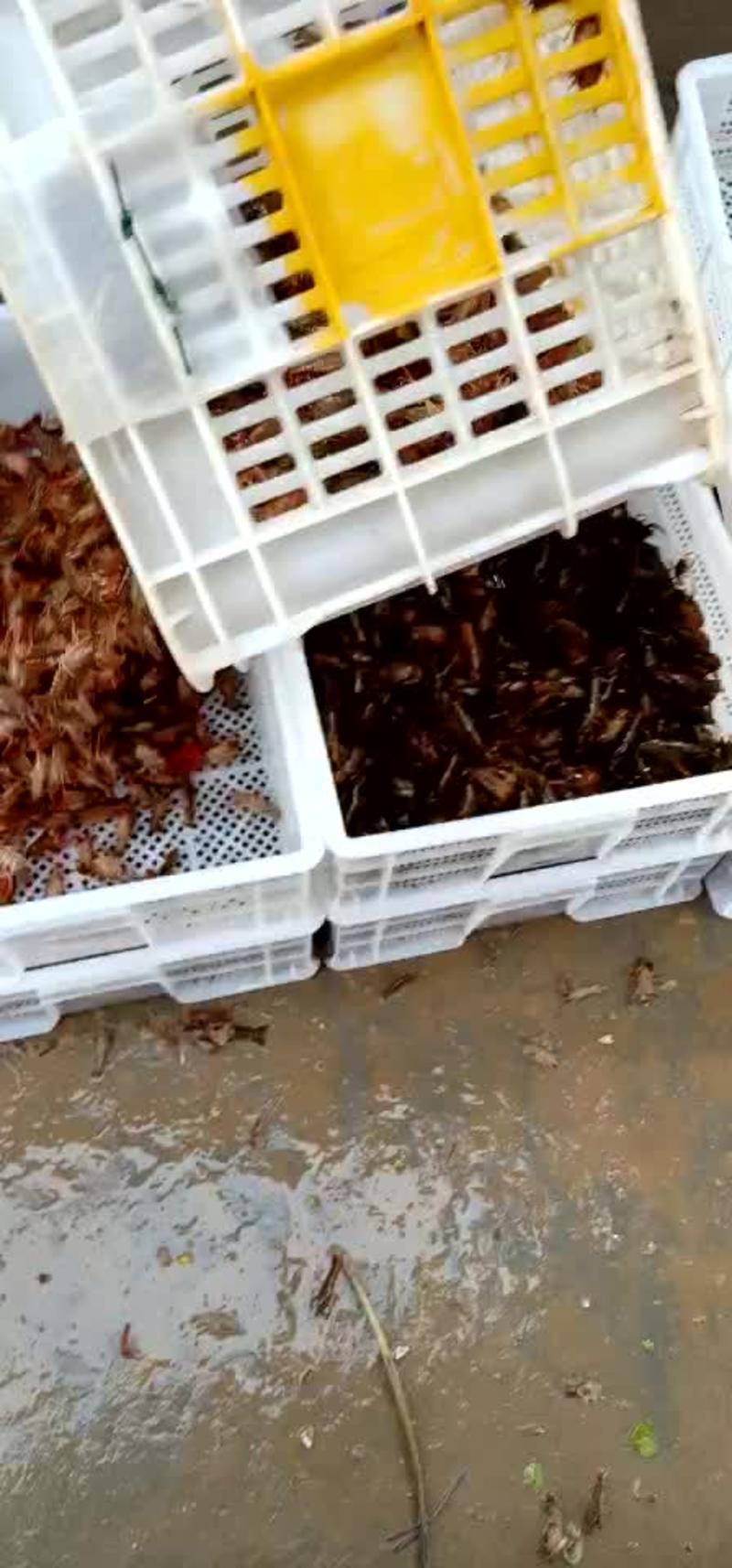 种虾龙虾苗，微山湖优质龙虾苗成活率高包养殖技术