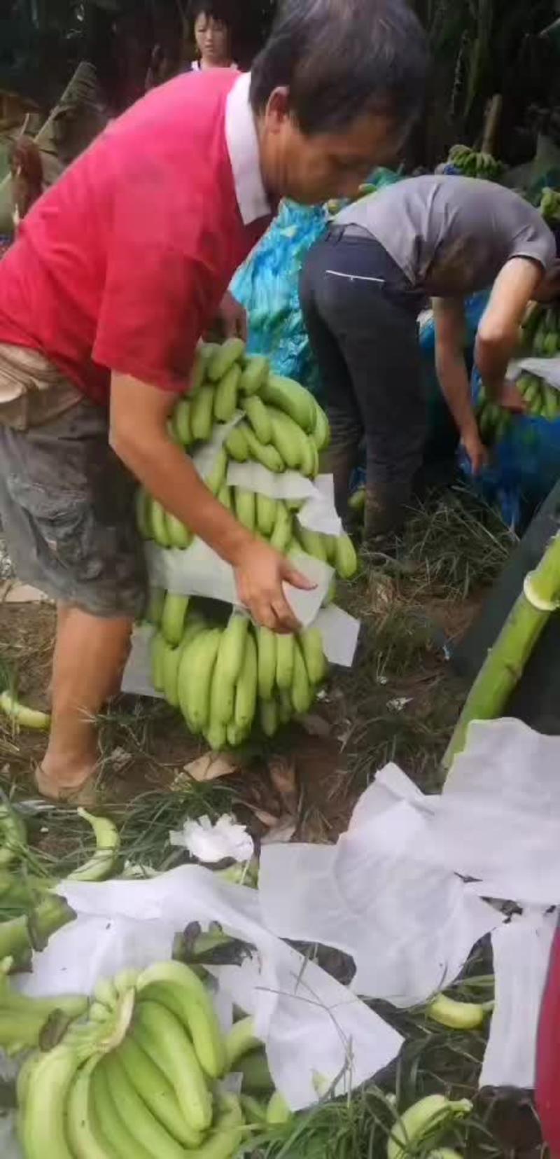 越南西贡香蕉，保质保量，正规手续报关，定金定货，河口接货