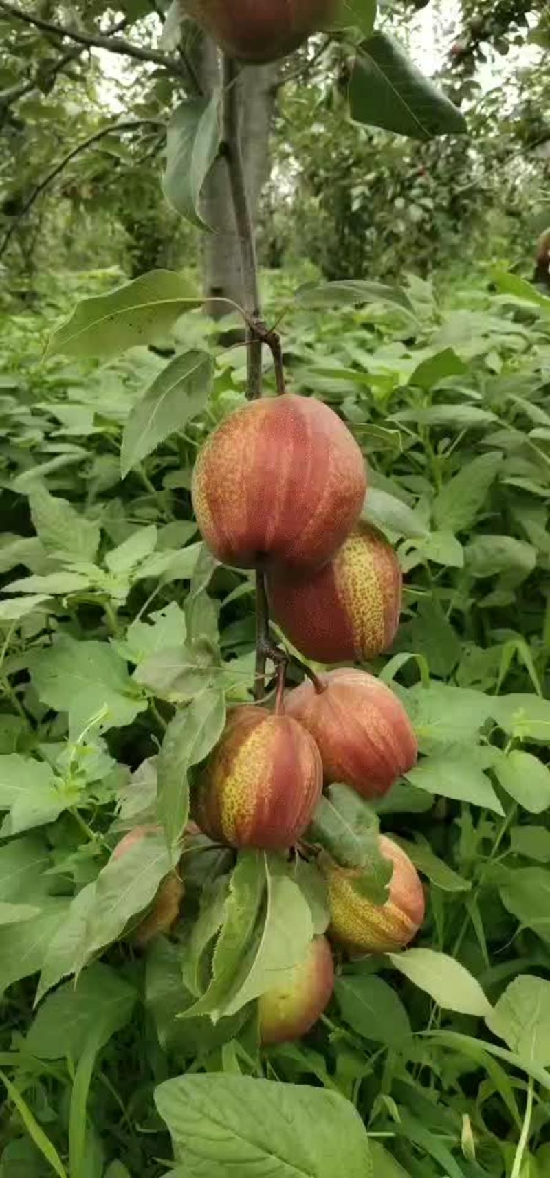 早酥红梨，早红考密斯，秋月玉露香梨树苗现挖现发货保成活率