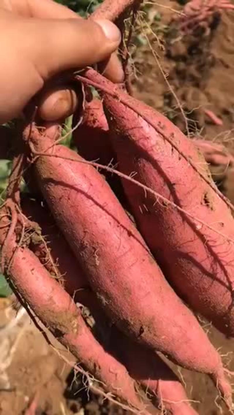 2023年陕西板栗红薯，发货中批发零售直播社区团购电商