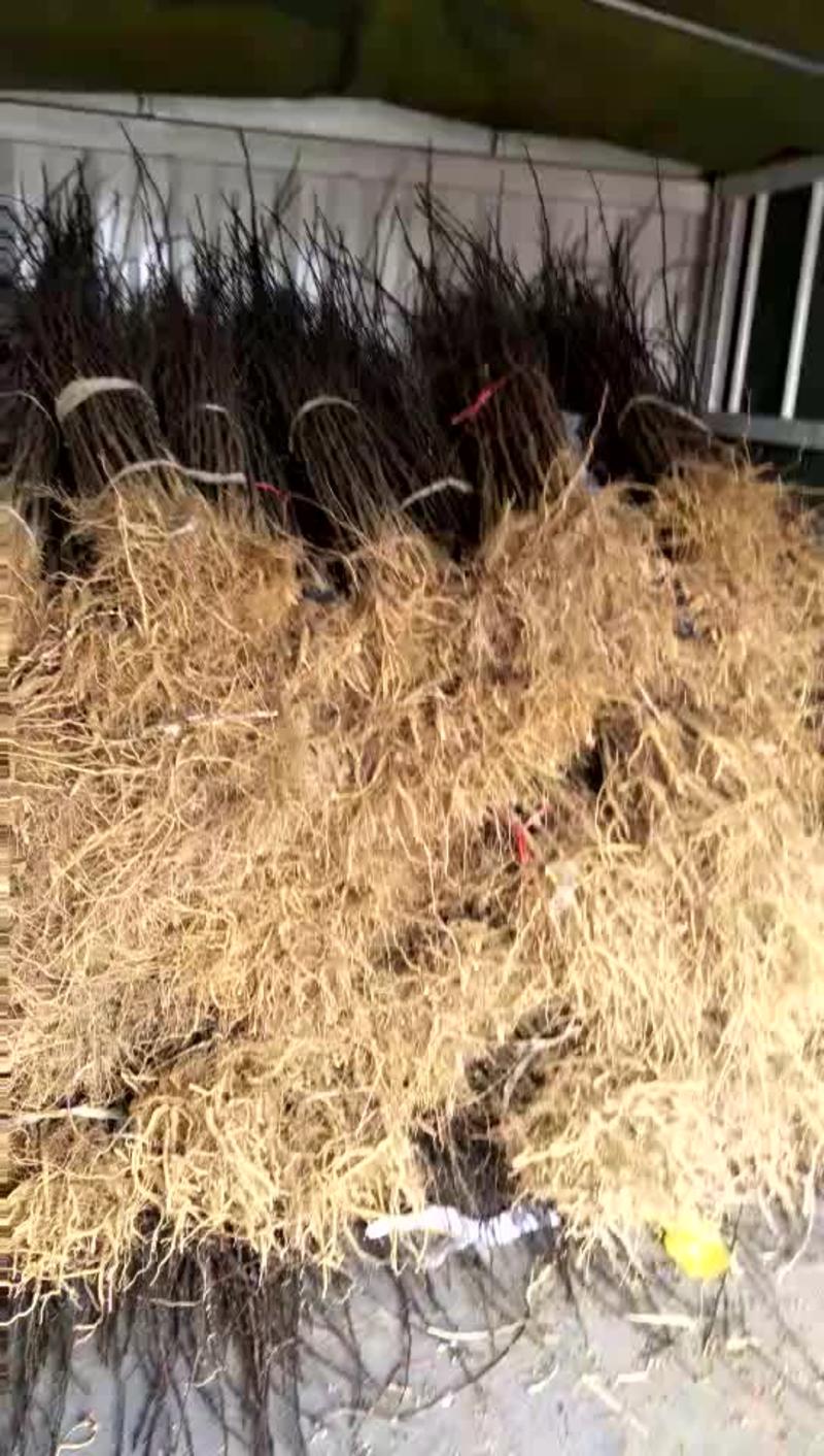 大红袍狮子头花椒苗0.3以上一年苗两年苗规格齐全