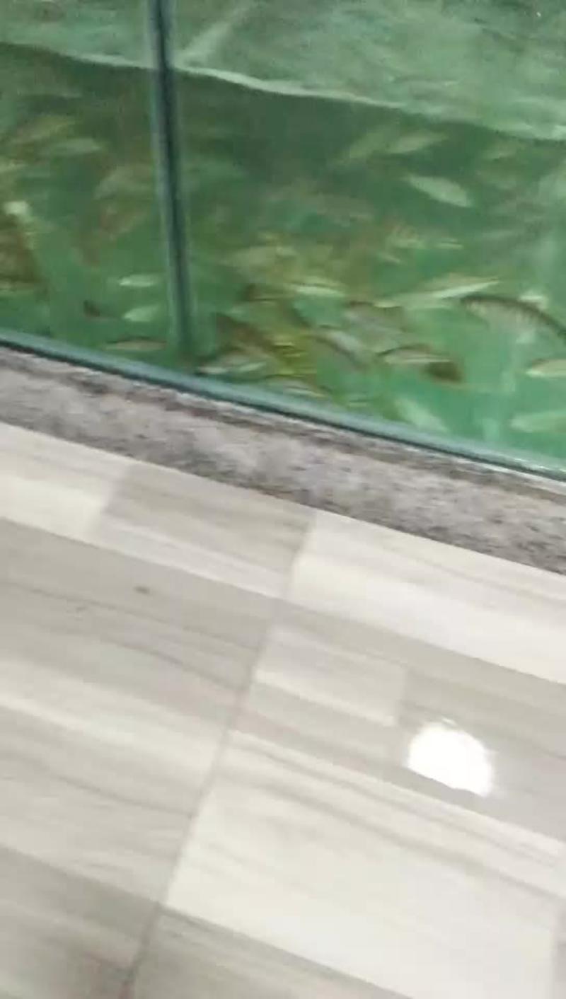 溪水石斑鱼，千岛湖源头溪水捕捉的原生溪鱼
