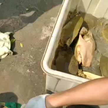 外塘黄河老甲鱼，1.8-5斤